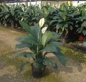 peace lily